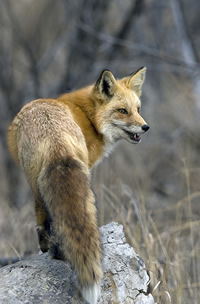 foxv